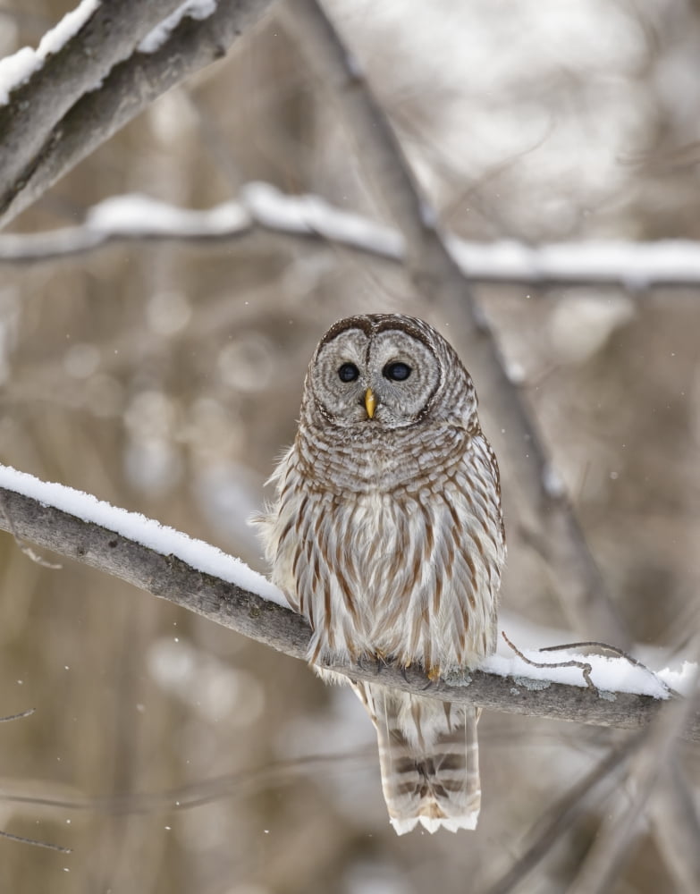 Barred owl (Strix varia) Boucherville Quebec Canada Canvas Art - Dominic Marcoux Design Pics (13 x 17)