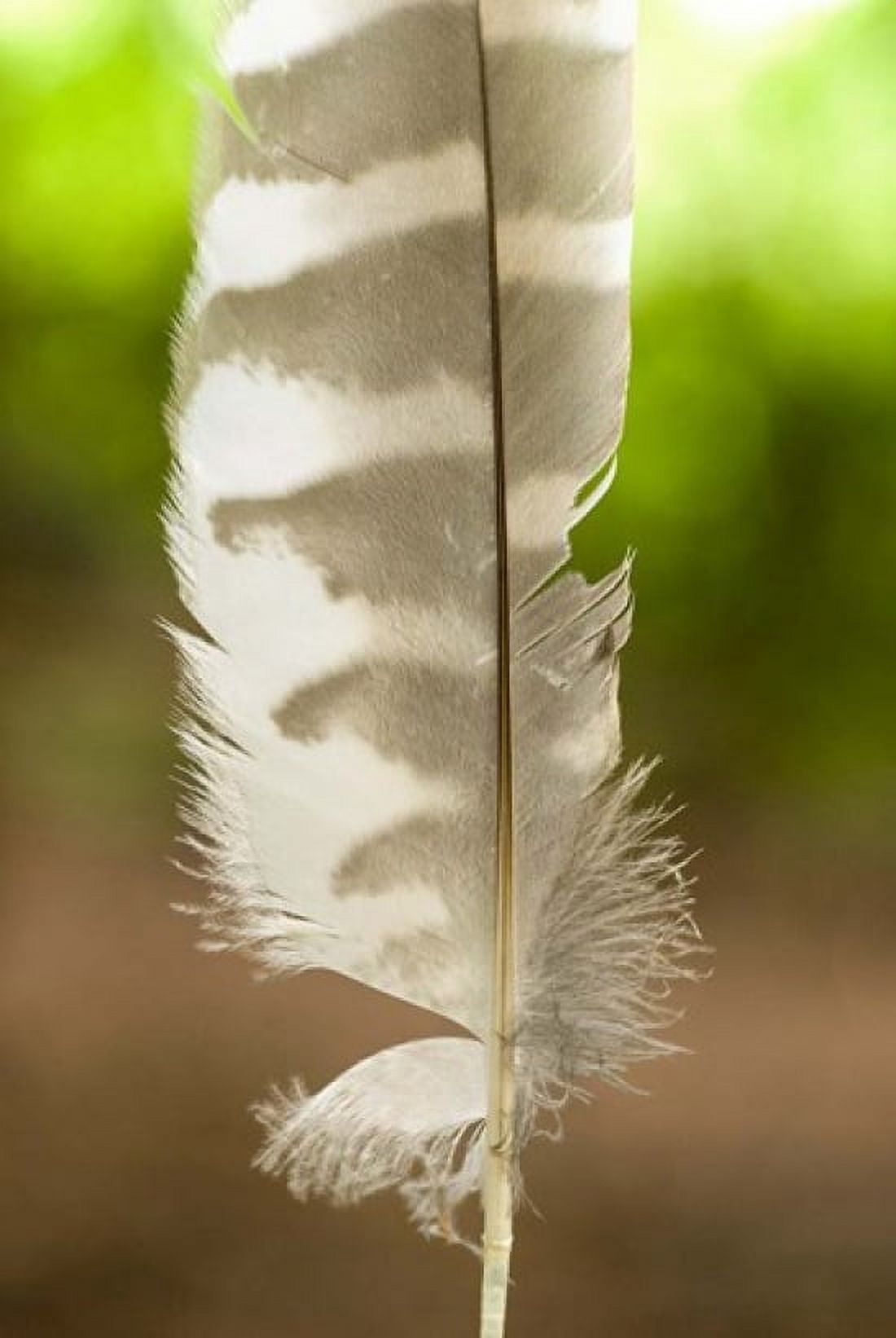 Barred owl feather Stanley Park British Columbia Canvas Art - Paul Colangelo DanitaDelimont (18 x 26)
