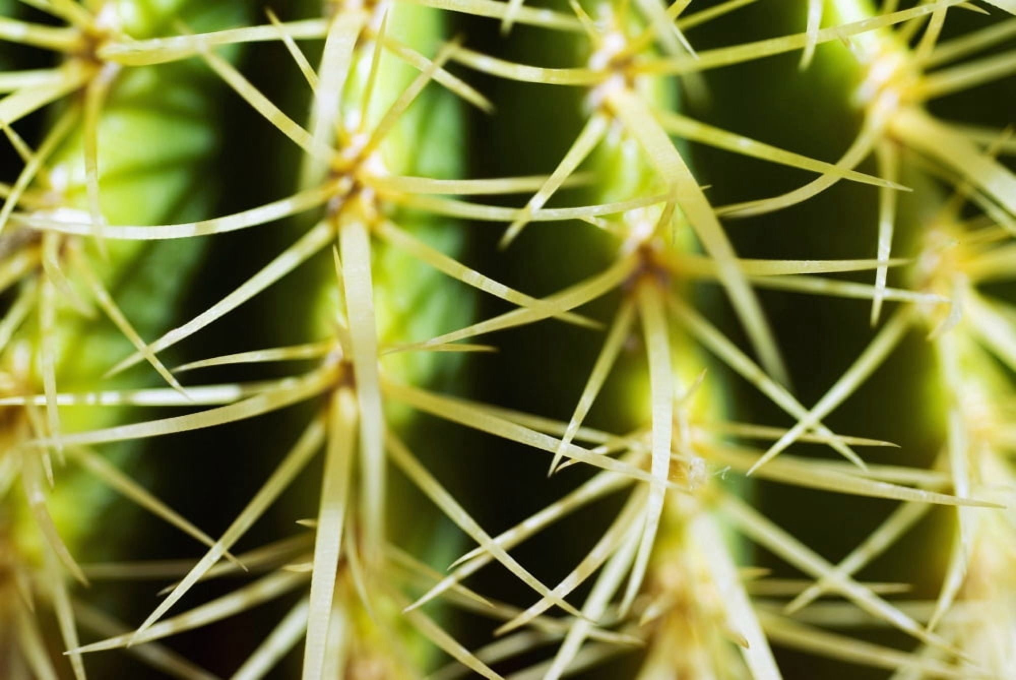 Barrel Cactus Close-Up Of Thorns Canvas Art - Ray Laskowitz Design Pics (17 x 11)
