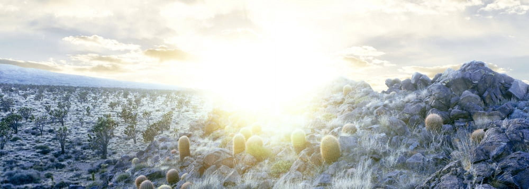 Barrel cactus and Joshua trees in a desert Mojave National Preserve California USA Canvas Art - Panoramic Images (27 x 9)