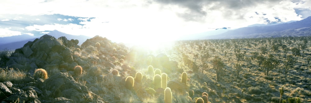 Barrel cactus and Joshua trees in a desert Mojave National Preserve California USA Canvas Art - Panoramic Images (27 x 9)