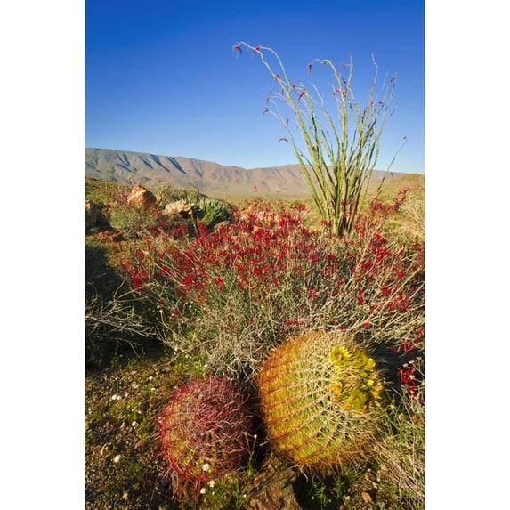 Barrel cactus chuparosa and ocotillo in Plum Canyon Anza-Borrego Desert State Park California Poster Print by Russ Bishop
