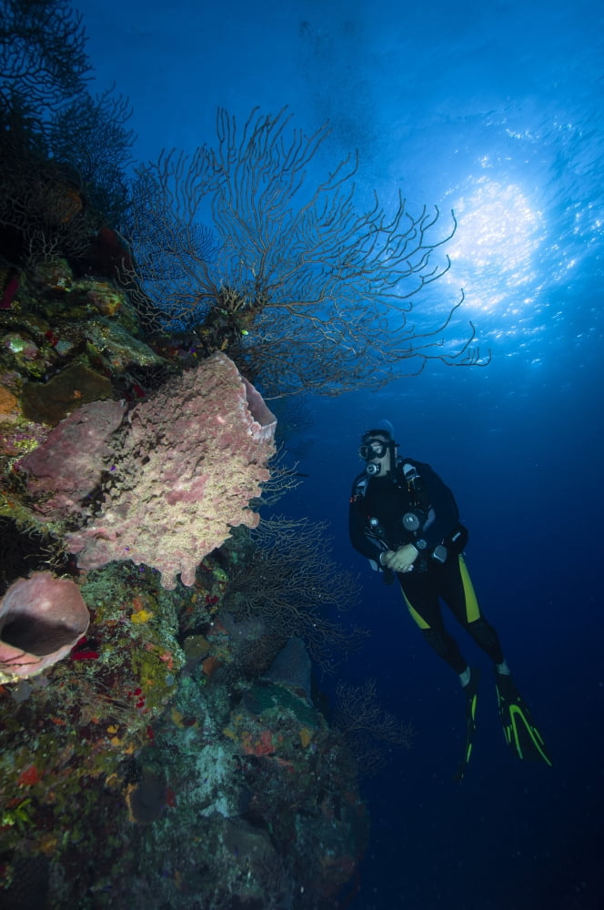 Barrel sponge and diver Belize Canvas Art - Todd WinnerStocktrek Images (12 x 18)