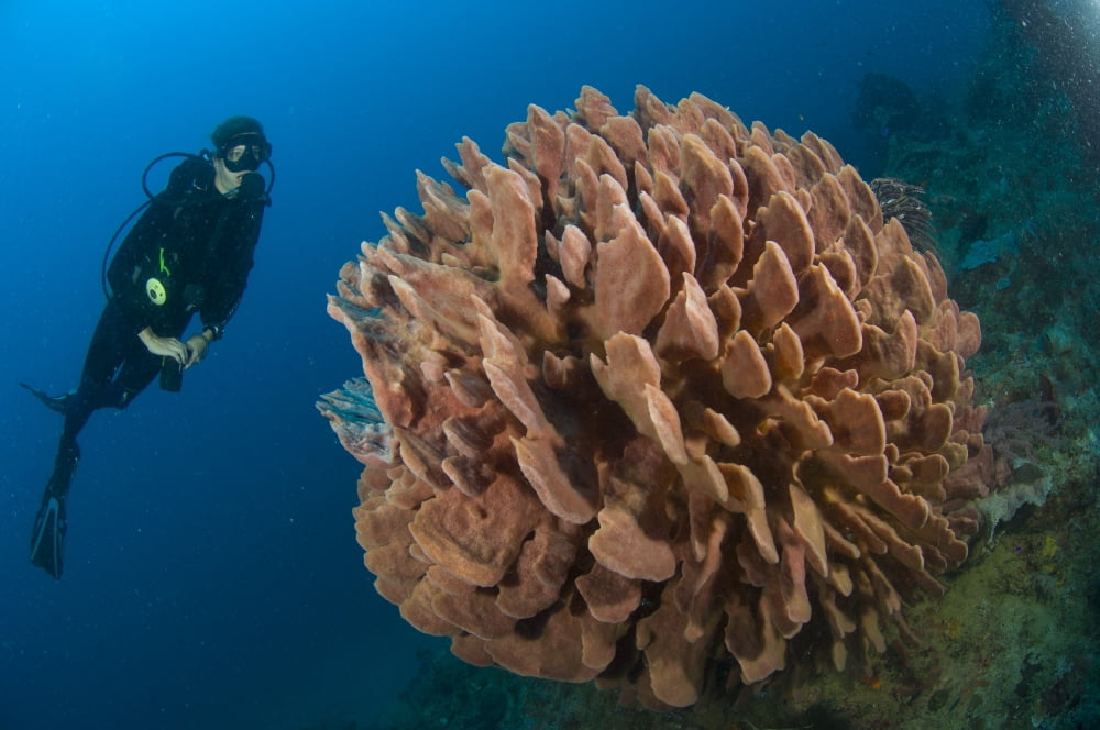 Barrel sponge and diver Papua New Guinea Canvas Art - Steve JonesStocktrek Images (18 x 12)