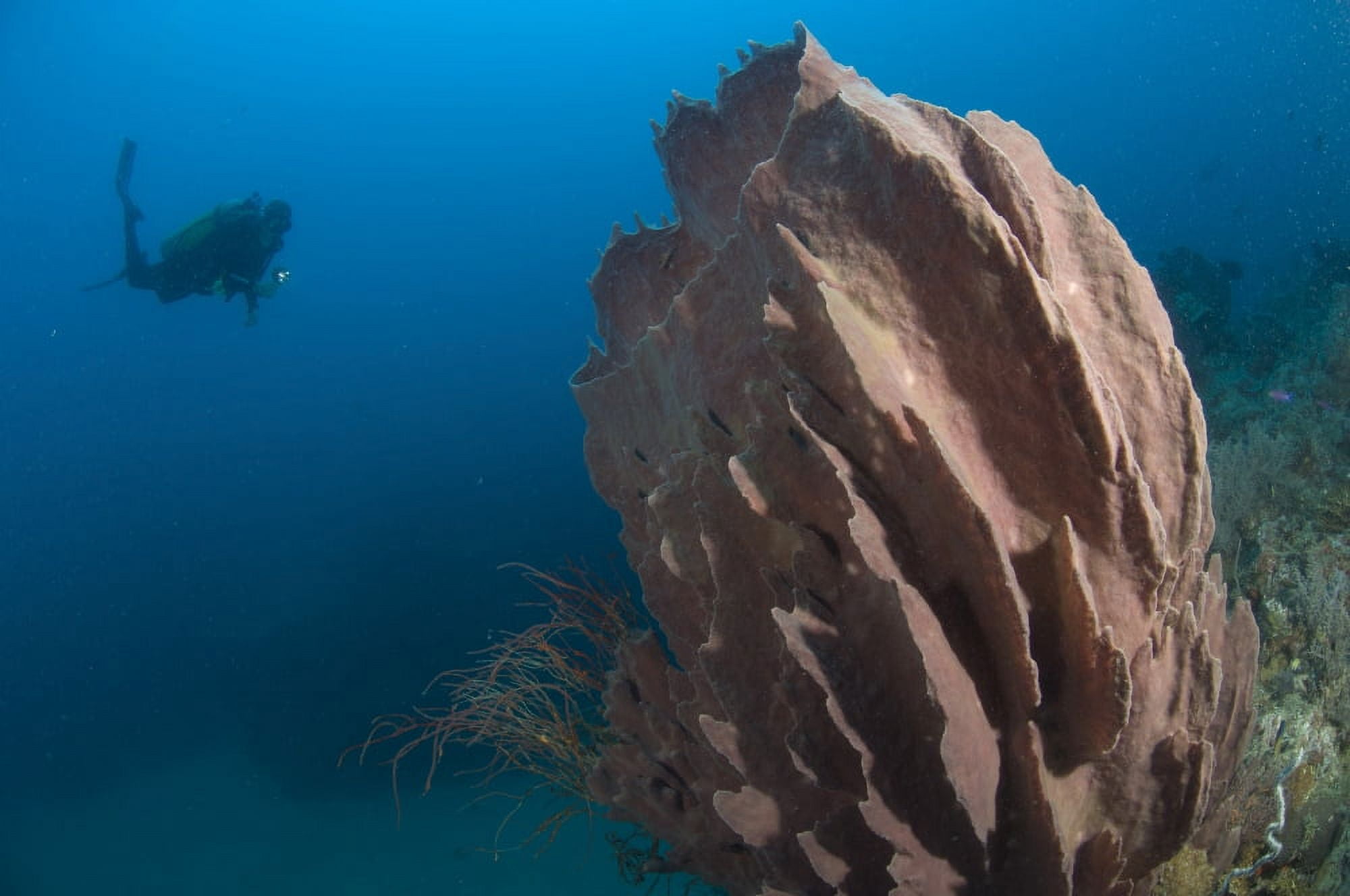 Barrel sponge and diver Papua New Guinea Canvas Art - Steve JonesStocktrek Images (18 x 12)