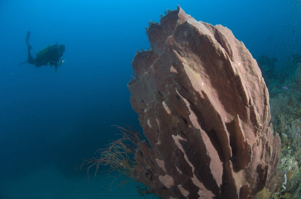 Barrel sponge and diver Papua New Guinea Canvas Art - Steve JonesStocktrek Images (35 x 23)