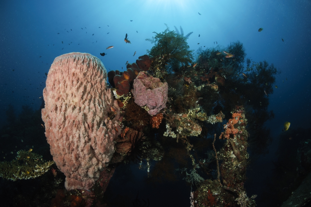 Barrel sponge on Liberty Wreck Bali Indonesia Canvas Art - Todd WinnerStocktrek Images (18 x 12)