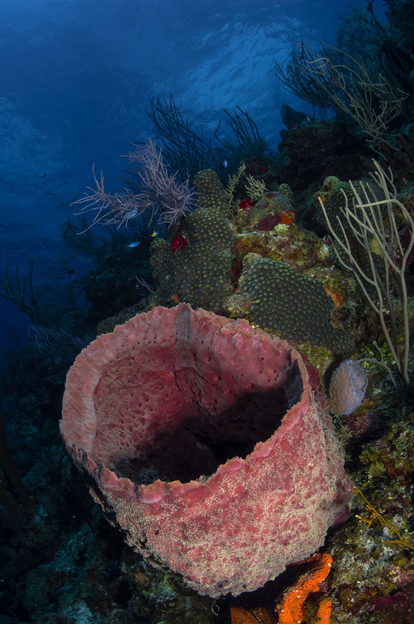 Barrel sponge seascape Belize Canvas Art - Todd WinnerStocktrek Images (12 x 18)