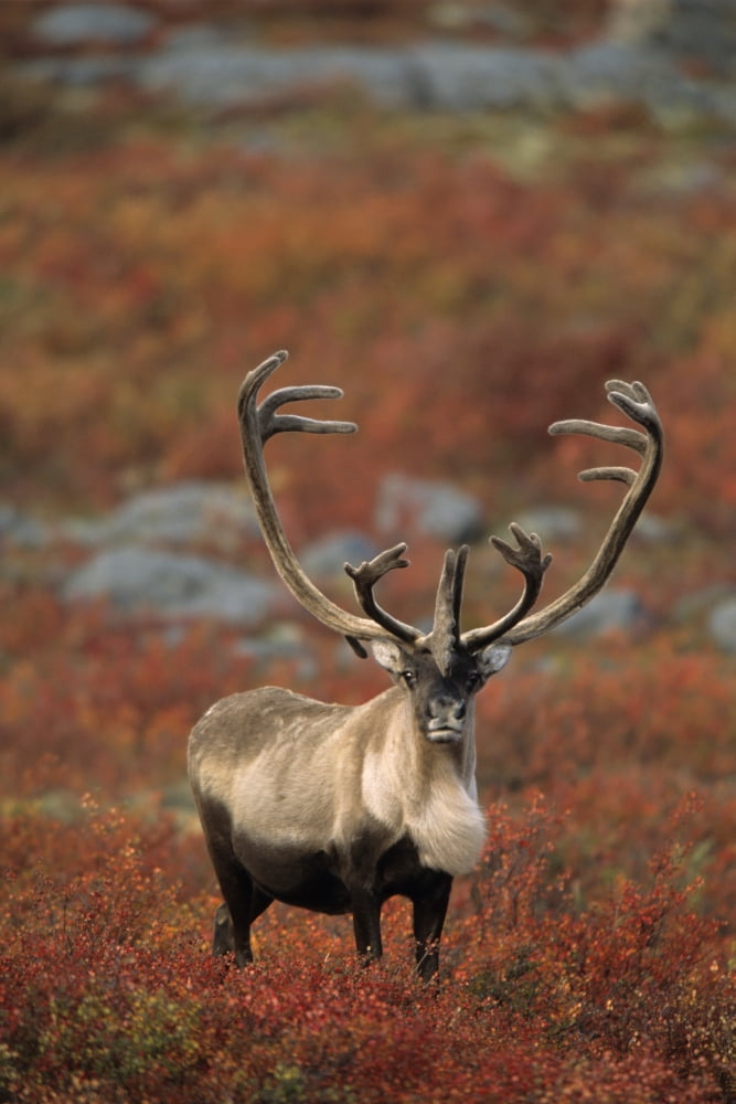 Barren-Ground Caribou Bull (Rangifer Tarandus Groenlandicus) On Autumn Tundra Near Thelon Wildlife Sanctuary Northwest Territories Canvas Art - Rebecca Grambo Design Pics (22 x 34)