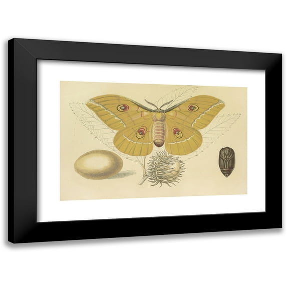 Barret And Sons 18x13 Black Modern Framed Museum Art Print Titled - Oak-Feeding Silkworm of China (1871)