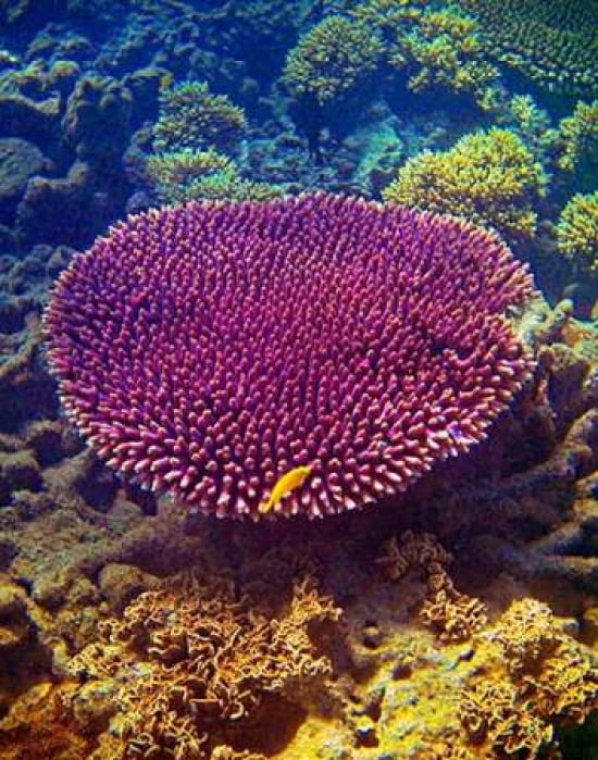 Barrier Reef Coral II Canvas Art - Kathy Mansfield (22 x 28)