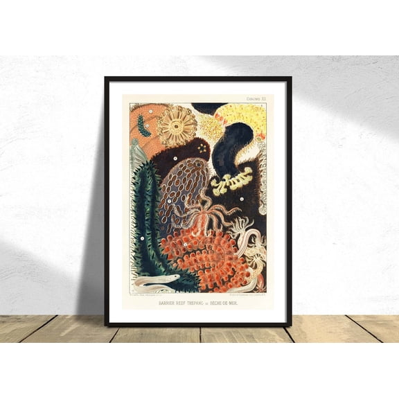 Barrier Reef Trepang William Saville Kent Natural Coral Vintage Fish Science Unframed Paper Print