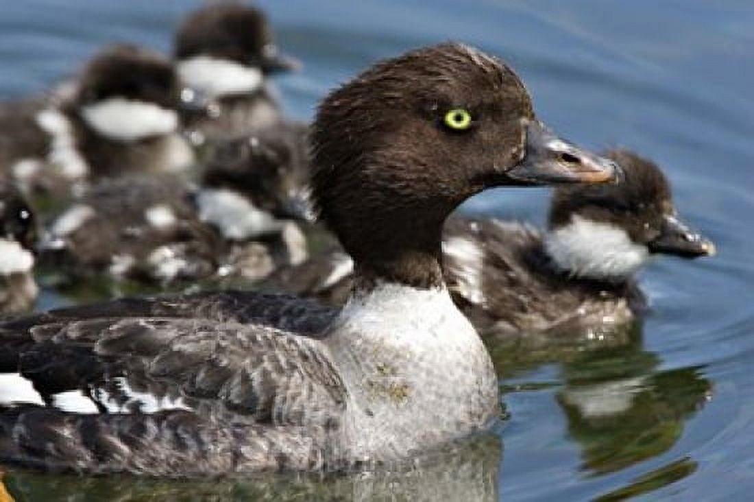 Barrows Goldeneye Female with Chicks Lac Le Jeune British Columbia Canada Canvas Art - Charles Sleicher DanitaDelimont (27 x 18)