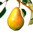 thumbnail image 1 of Bartlett Pear Tree – Sweet Juicy Fruit, High-Yielding and Easy to Grow, 1 of 6