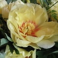 thumbnail image 1 of Bartzella Intersectional ITOH Tree Peony- Lemon Yellow Blooms - 2/3 Eye Bareroot, 1 of 4