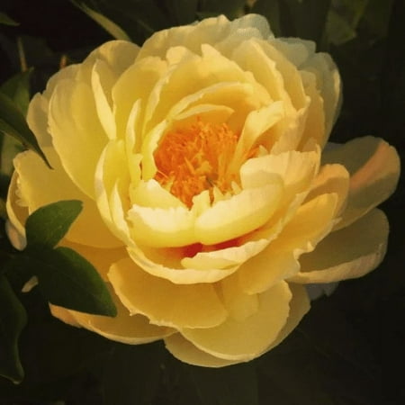 Bartzella Itoh Peony (1 Bareroot)