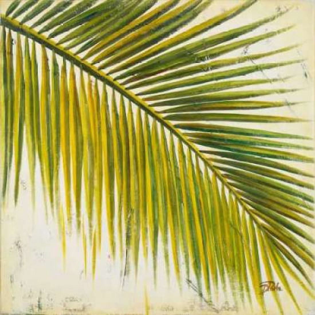 Baru Palm III Canvas Art - Patricia Pinto (24 x 24)