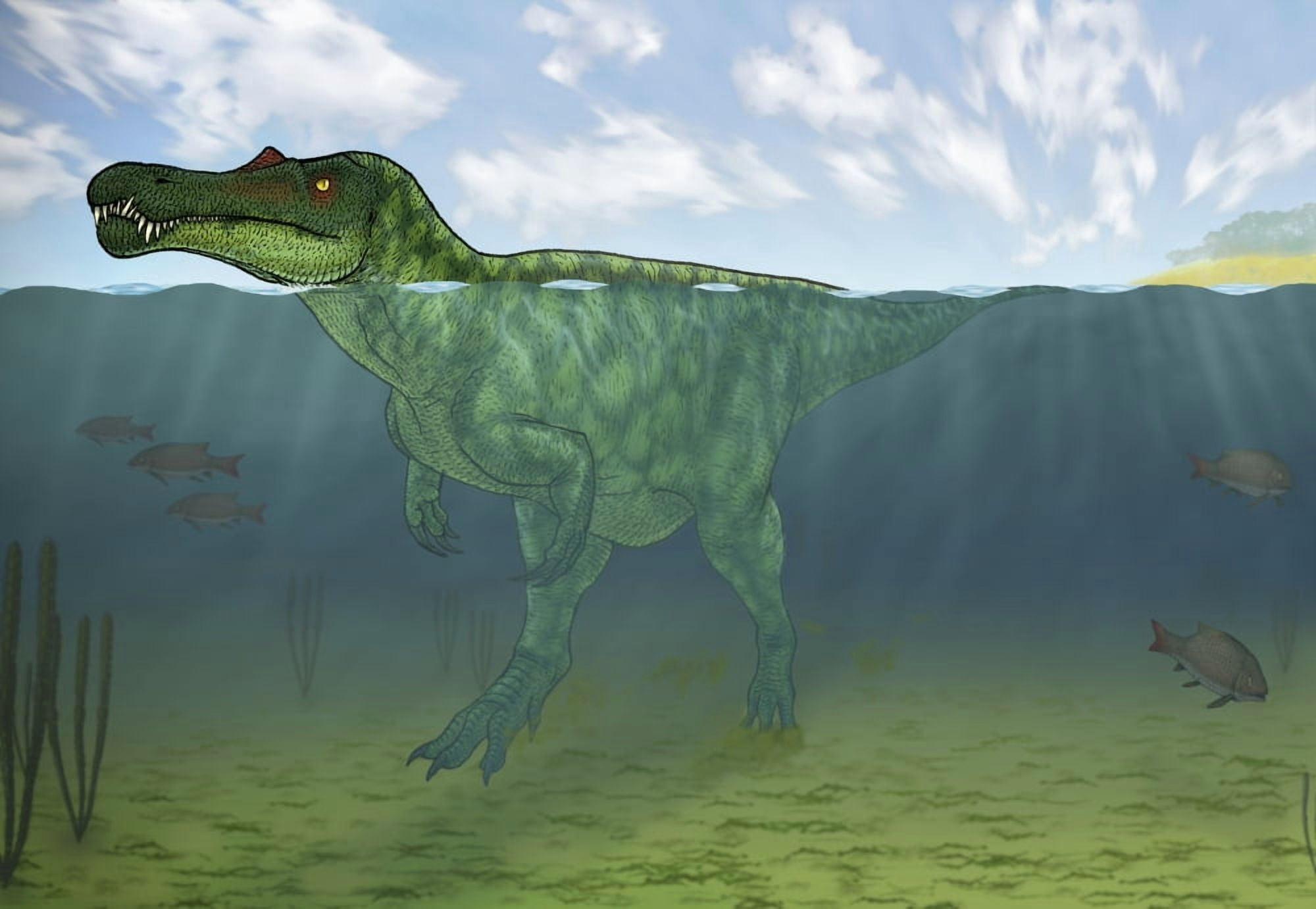 Baryonyx swimming amongst some Lepidotes fish Canvas Art - Vitor SilvaStocktrek Images (17 x 12)