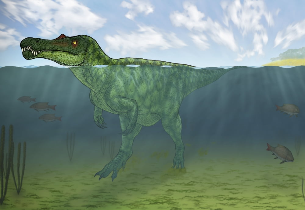 Baryonyx swimming amongst some Lepidotes fish Canvas Art - Vitor SilvaStocktrek Images (34 x 24)
