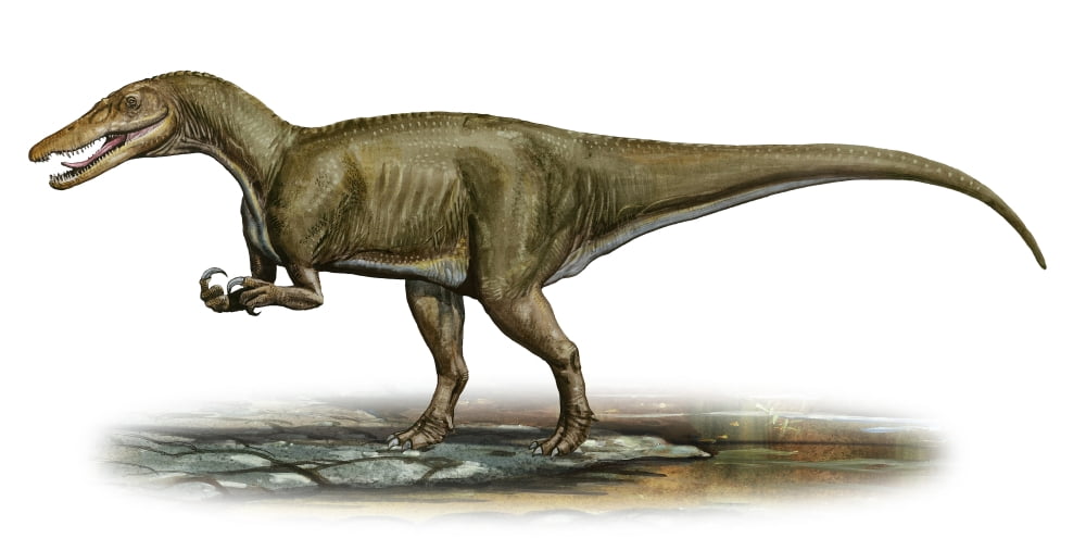 Baryonyx walkeri a prehistoric era dinosaur Canvas Art - Sergey KrasovskiyStocktrek Images (40 x 20)