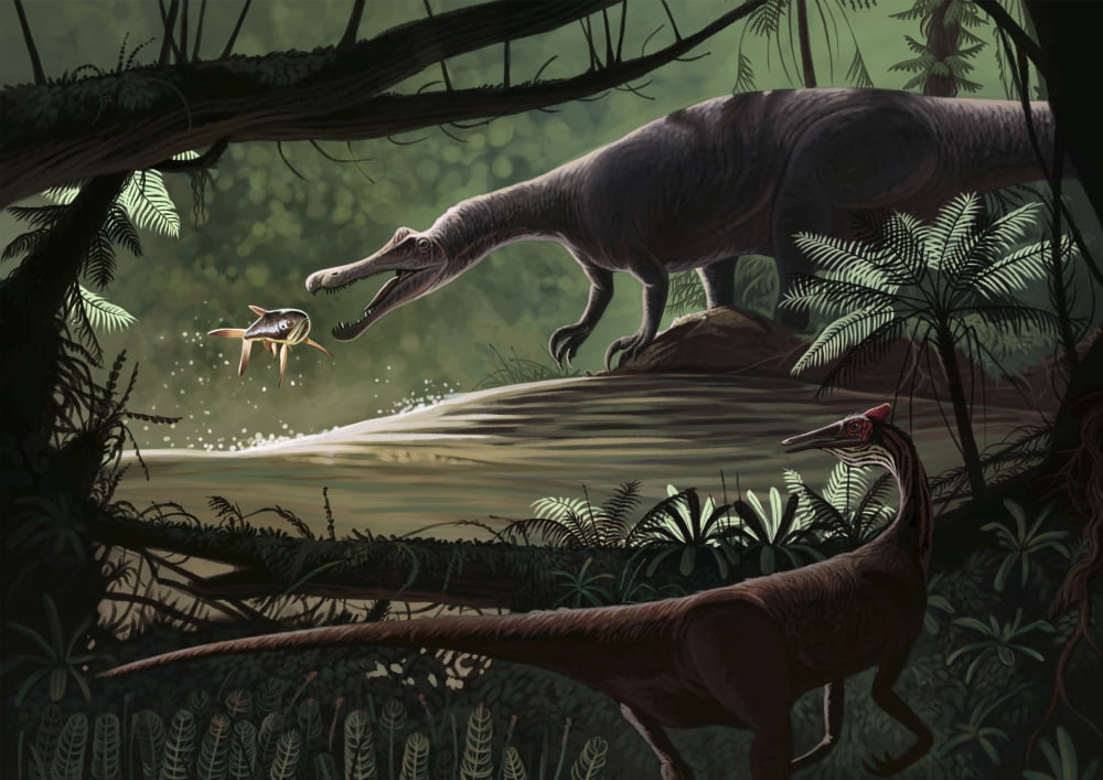 Baryonyx walkeri fishing while a Pelecanimimus observes from the other side Canvas Art - Roman Garcia MoraStocktrek Images (17 x 12)