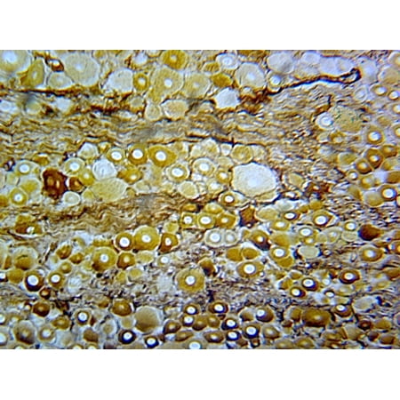 Basal Ganglion, Mammalian; Section by Go Science Crazy
