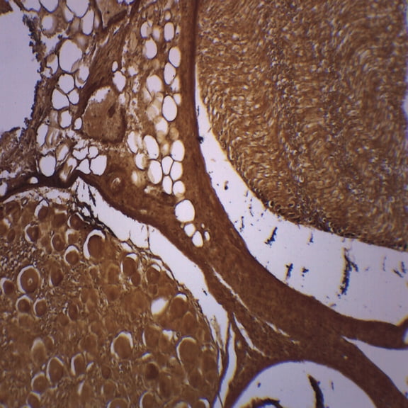 Basal Spinal Ganglion - Prepared Microscope Slide - 75 x 25mm - Biology & Microscopy - Eisco Labs