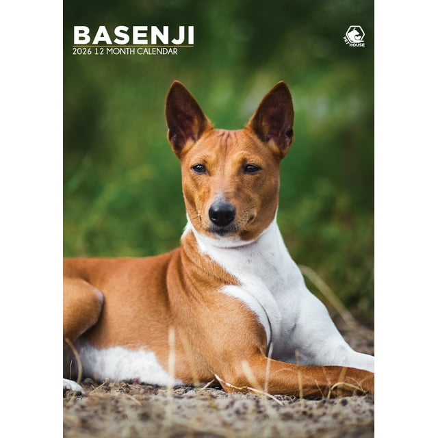 Basenji Calendar 2026 A3 Wall Calendar for Lovers of the Barkless Dog