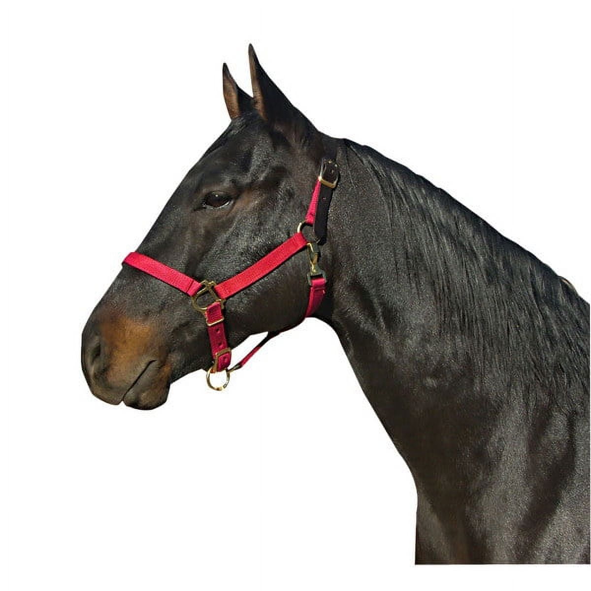 Intrepid International Caballo Con Corona De