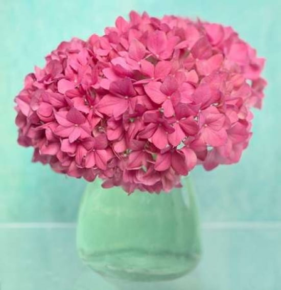 Basic Hydrangea Canvas Art - Cora Niele (24 x 24)