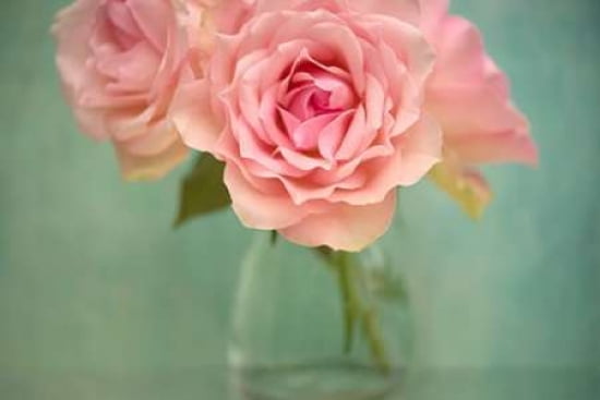 Basic Roses Canvas Art - Cora Niele (12 x 18)