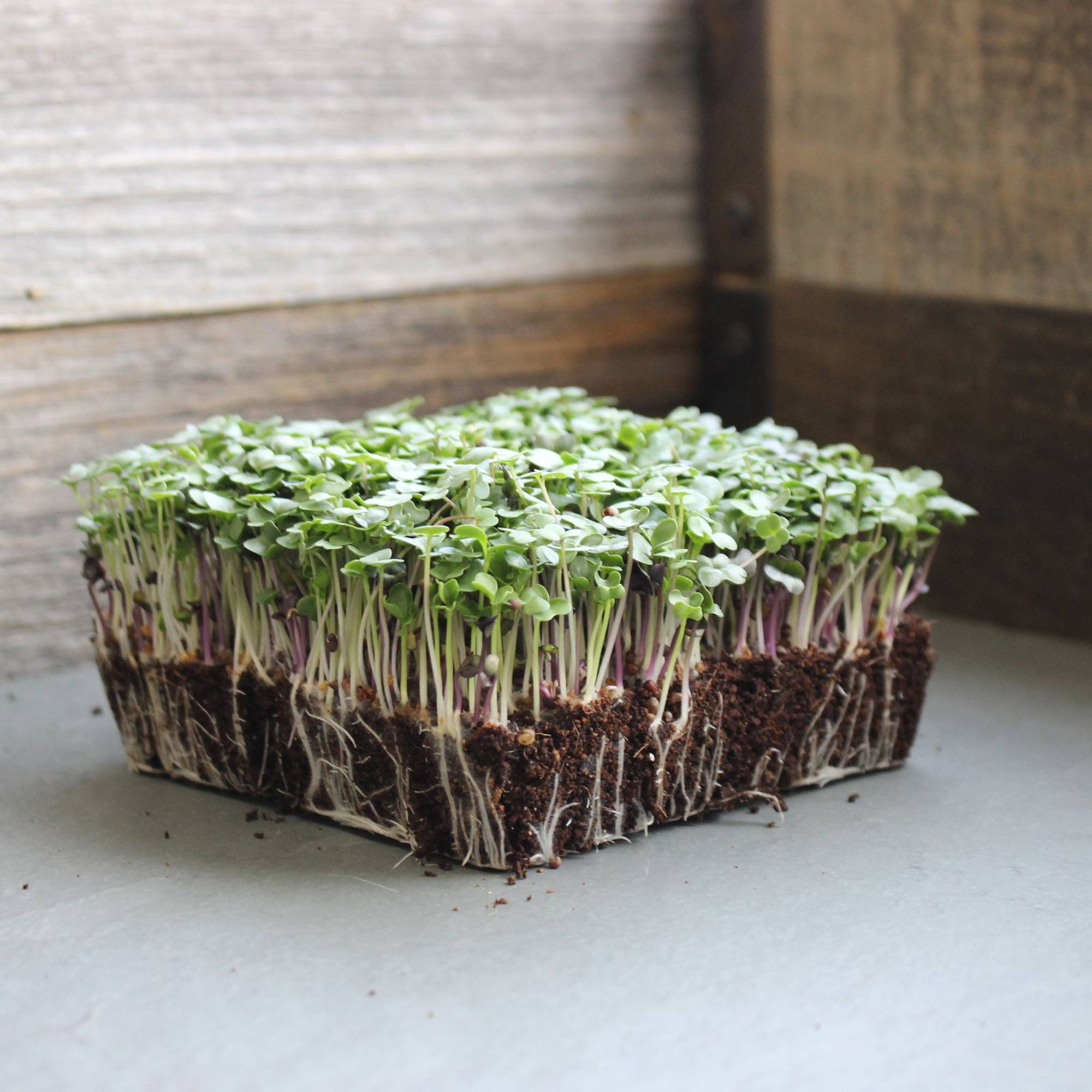 Basic Salad Mix Microgreens Seeds 25 Lb | Broccoli, Kale, Kohlrabi, Arugula, Cabbage | 8–12 Day Harvest | Crunchy, Mild Flavor | Non-GMO Blend for Hydroponic or Soil Trays
