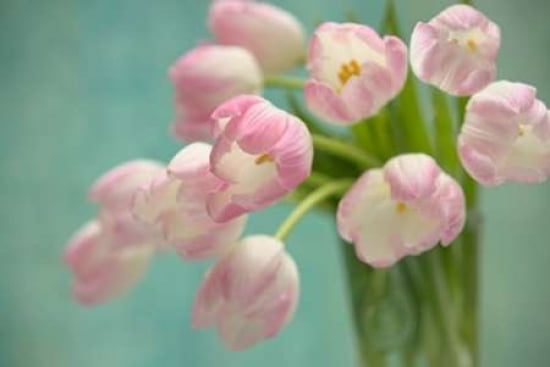 Basic Tulips Canvas Art - Cora Niele (12 x 18)