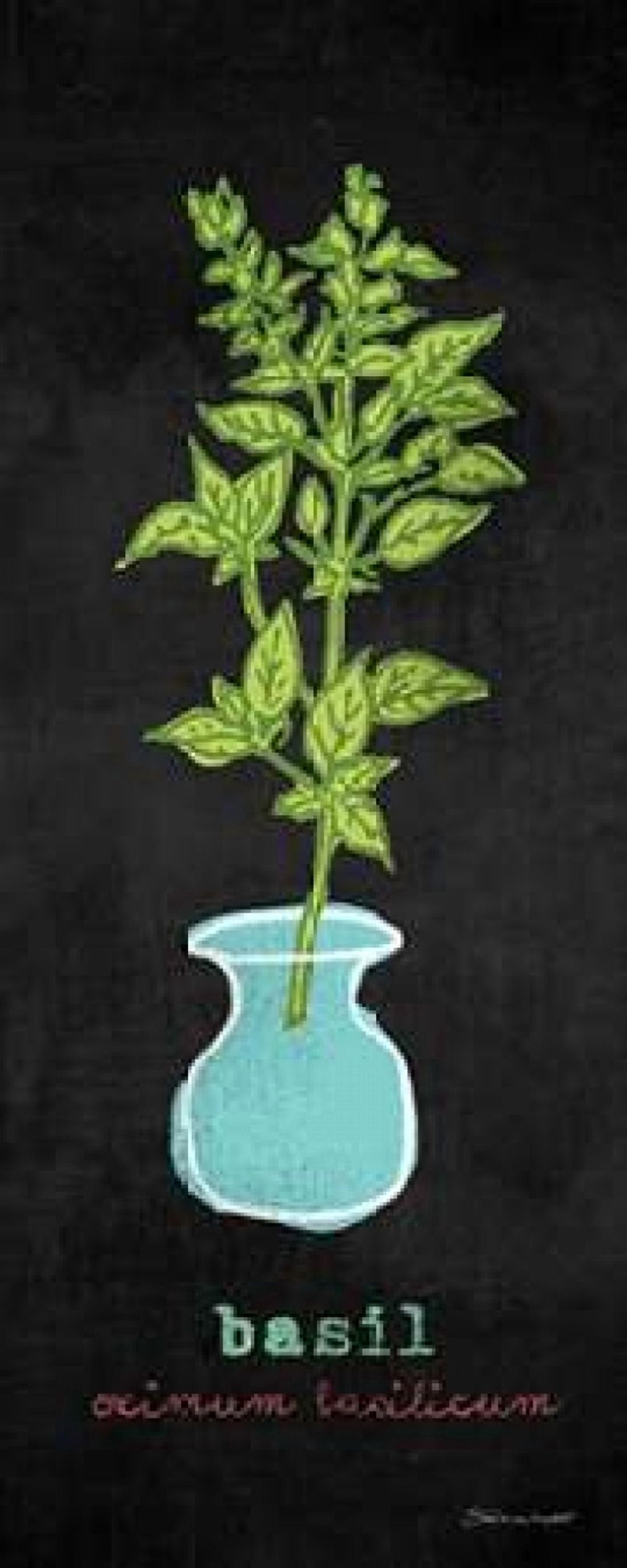 Basil Canvas Art - Stephanie Marrott (10 x 20)