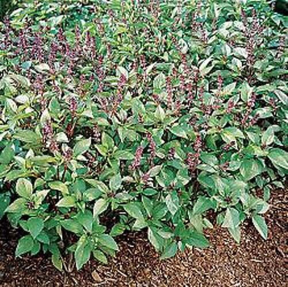 Basil Cinnamon BULK 6,000 Seeds Great Herb