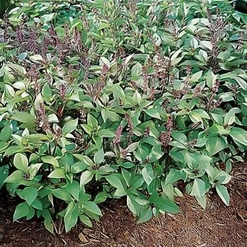 Basil Cinnamon Great Herb By Seed Kingdom 5 Lb Seeds