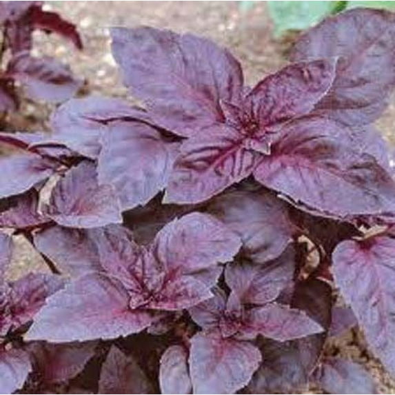 Basil Dark Opal Great Garden Herb 1,000 Seeds