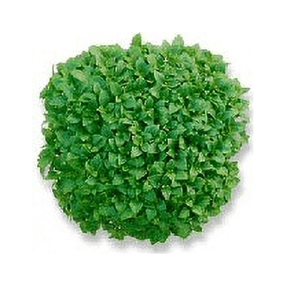 Basil Dwarf Greek Great Garden Herb Seeds by Seed Kingdom (1/4 Lb Seeds)