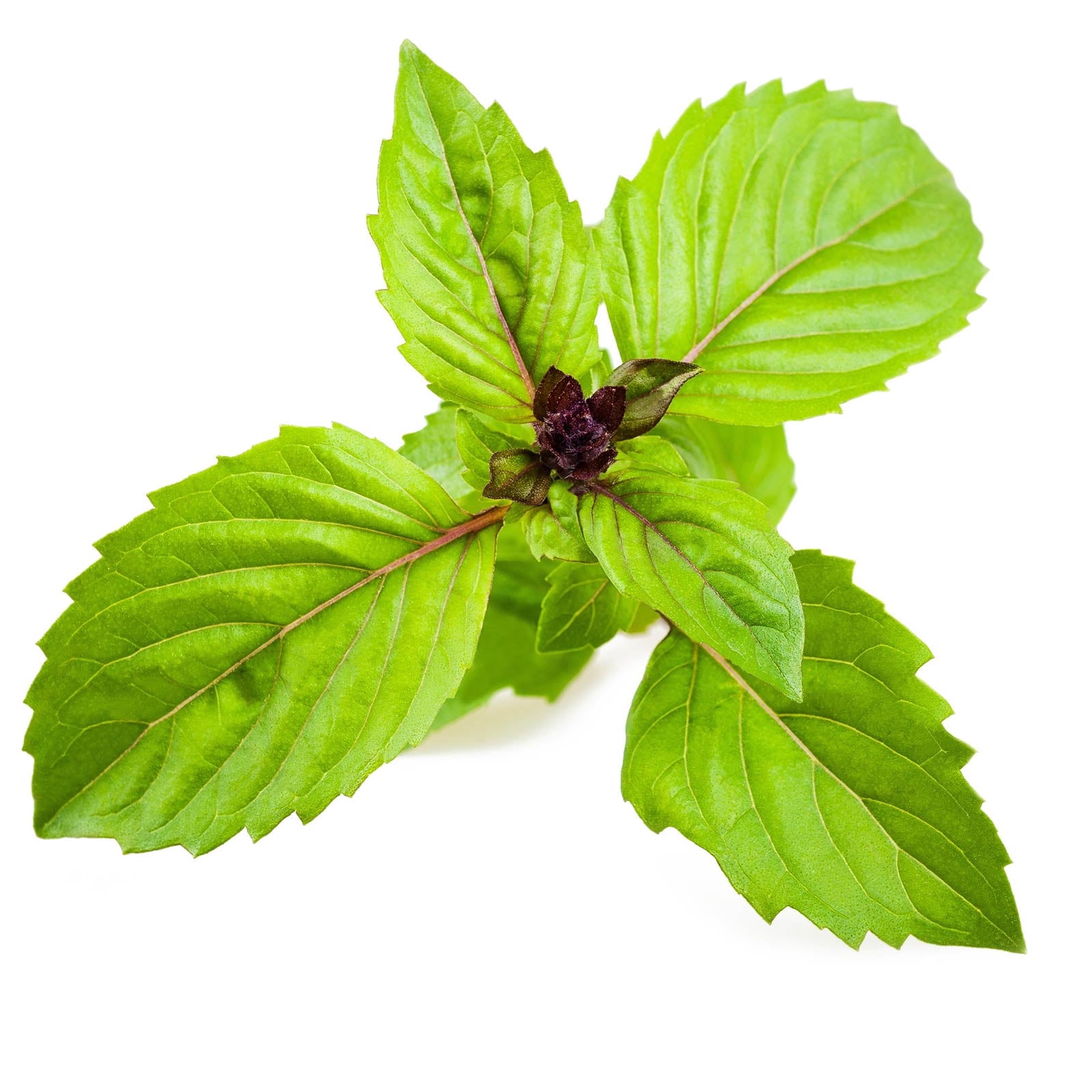 Basil Herb Garden Seeds - Cinnamon - 4 Oz - Non-GMO Herbal Gardening & Microgreens Seeds