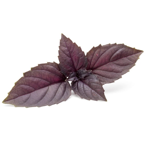 Basil Herb Garden Seeds - Red Rubin - 4 Oz - Non-GMO Herbal Gardening & Microgreens Seeds