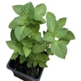 thumbnail image 1 of Holy Basil (Ocimum tenuiflorum) Organic Plant in 2.5-inch Pot by Smoke Camp Crafts - Kapoor Tulsi, 1 of 4