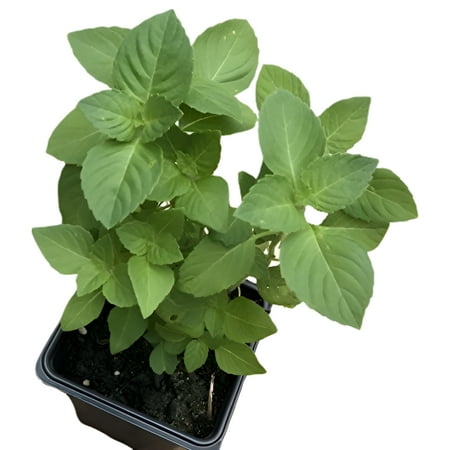 Holy Basil (Ocimum tenuiflorum) Organic Plant in 2.5-inch Pot by Smoke Camp Crafts - Kapoor Tulsi