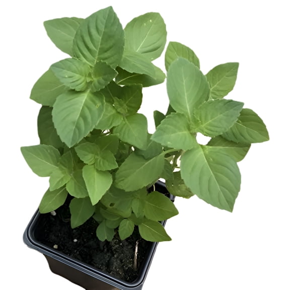 Holy Basil (Ocimum tenuiflorum) Organic Plant in 2.5-inch Pot by Smoke Camp Crafts - Kapoor Tulsi