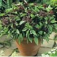 thumbnail image 1 of Basil Licorice Great Garden Herb By Seed Kingdom 1 Oz Seeds, 1 of 1