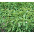 thumbnail image 1 of Basil Lime Great Garden Herb 200 Seeds, 1 of 1
