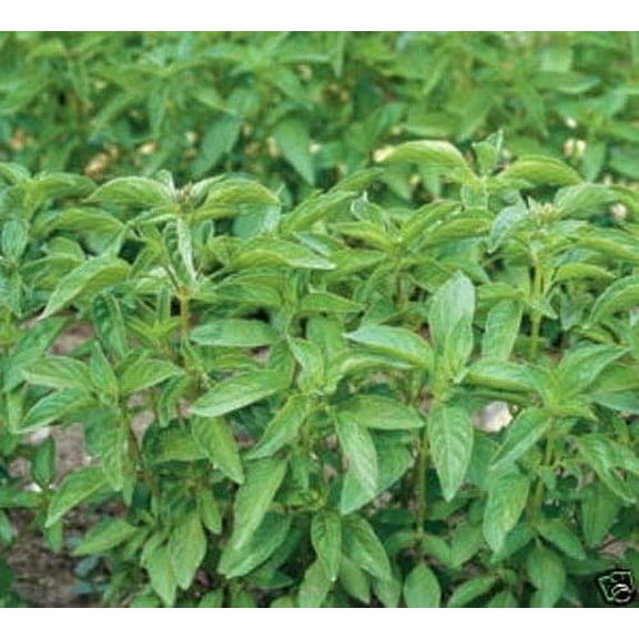 Basil Lime Great Garden Herb By Seed Kingdom 8,000 Seeds