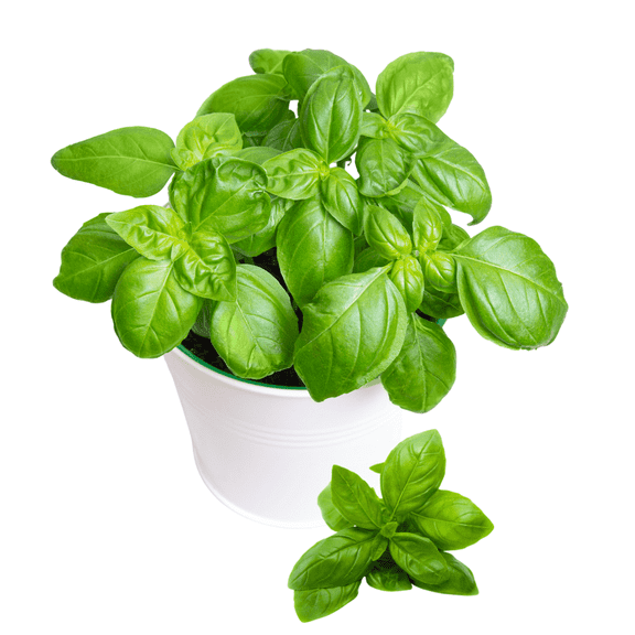 Basil Plant Live, Sweet Basil Plant in Pot, Fragrant Edible Herb Plants, 35 inch Height, USDA Zones 911