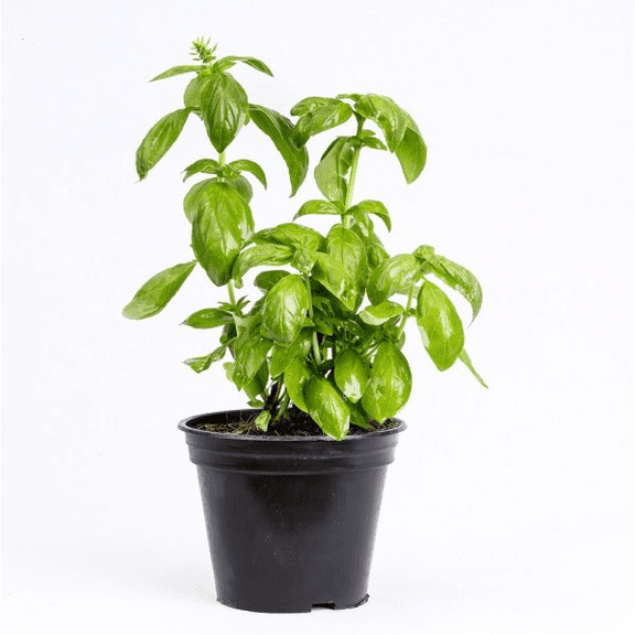 Basil Plant Live for Planting in 4.5 Inc Potted, Live Sweet Basil Plants, Basil Plant Pot, 12 Inch Height