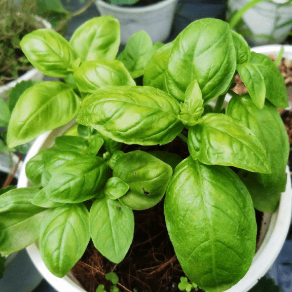 Basil Plants Live, Large Leaf Basil Plants, Fragrant Herb Plant, 4-7 inches Pot, 4 inch Pot for Growing