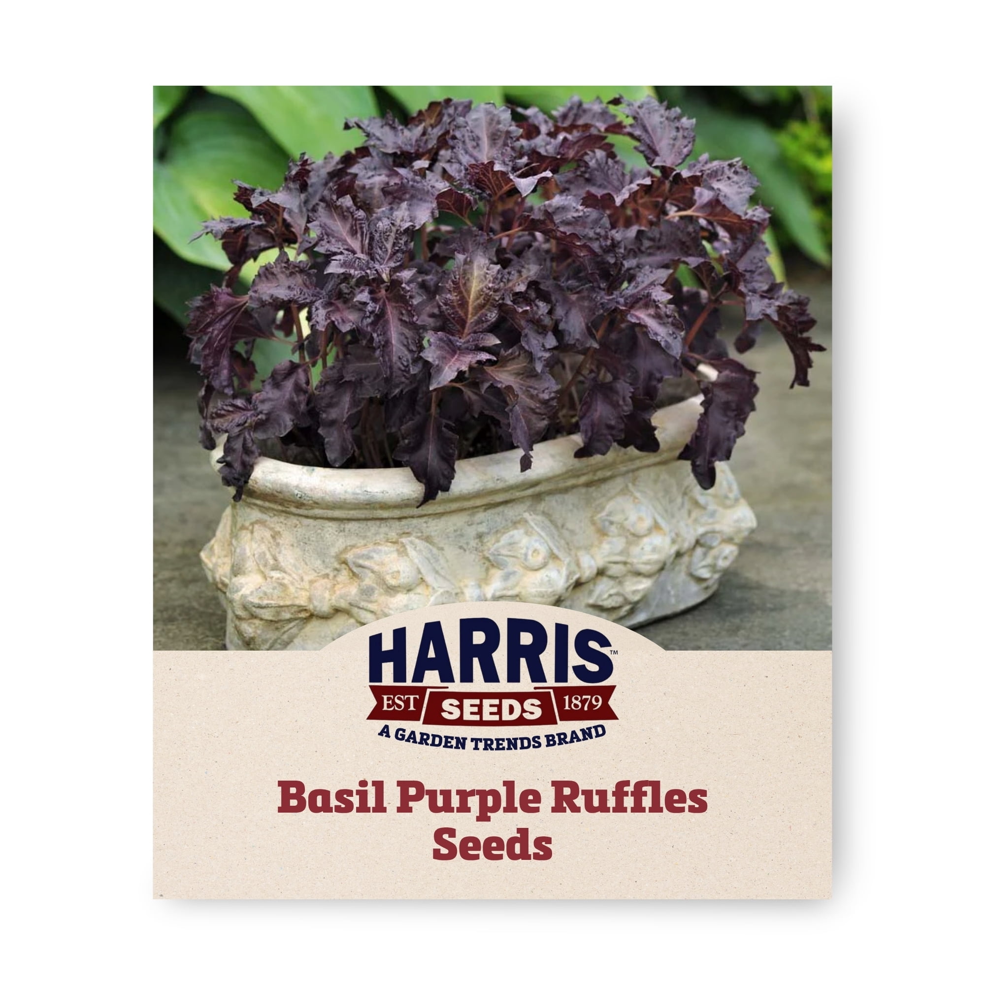 Harris Seeds Purple Ruffles Basil, Deep Purple Ruffled Leaves with Pink ...